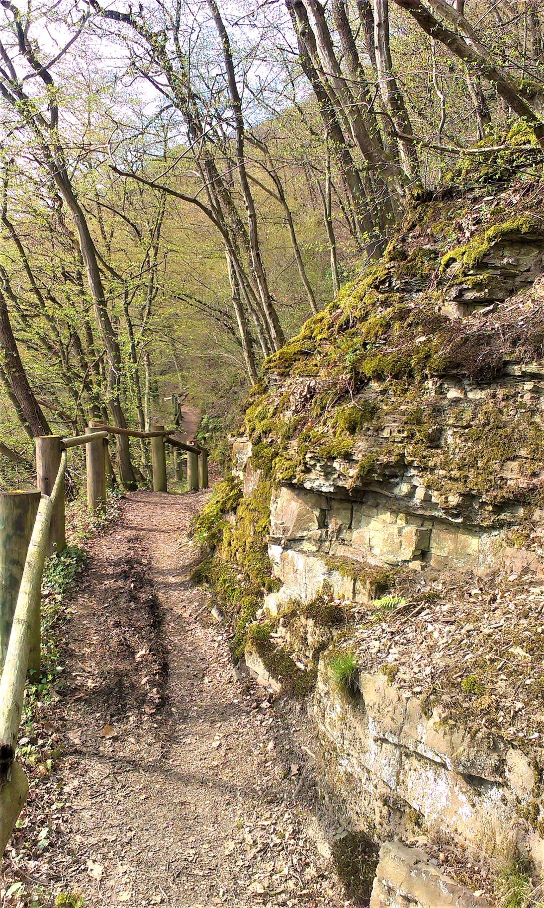 Waldweg am Dreitälerweg